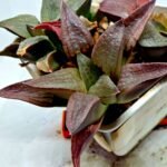 Haworthia Seedling S150 - 2