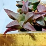 Haworthia Seedling S150 - 3
