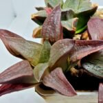 Haworthia Seedling S150 - 4