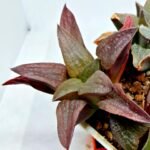 Haworthia Seedling S150 - 5