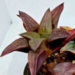 Haworthia Seedling S150 - 6