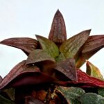 Haworthia Seedling S150 - 7