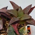 Haworthia Seedling S150 - 8