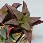 Haworthia Seedling S150 - 9