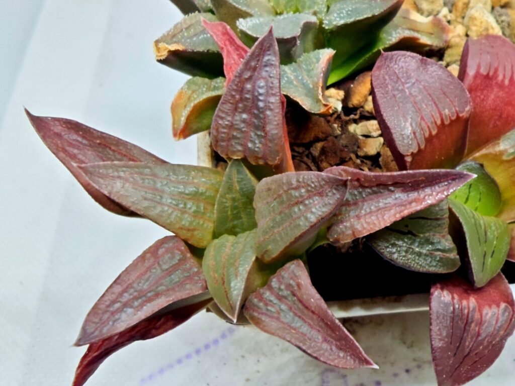 Haworthia Seedling S150 - 10