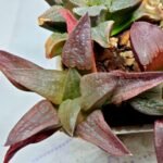 Haworthia Seedling S150 - 10