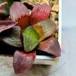 Haworthia Seedling S151 - 1