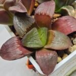 Haworthia Seedling S151 - 2