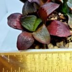 Haworthia Seedling S151 - 3