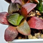 Haworthia Seedling S151 - 4
