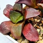 Haworthia Seedling S151 - 5