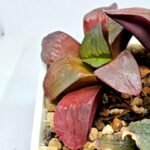 Haworthia Seedling S151 - 6