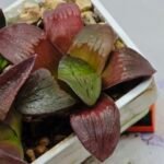 Haworthia Seedling S151 - 7