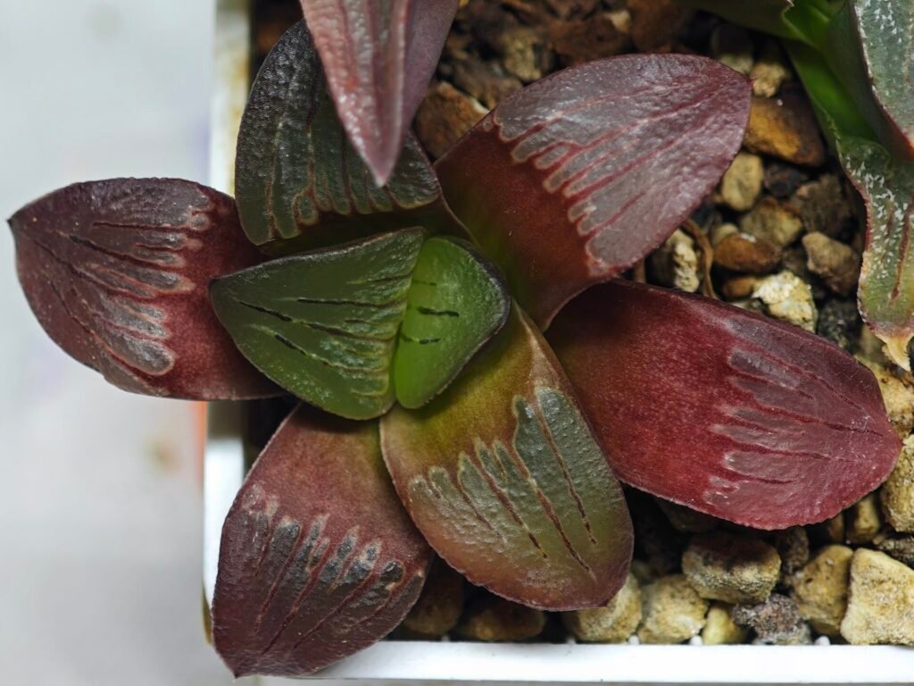Haworthia Seedling S151 - 8