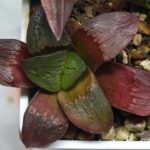 Haworthia Seedling S151 - 8