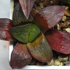 Haworthia Seedling S151 - 8