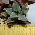 Haworthia Seedling S153 - 1