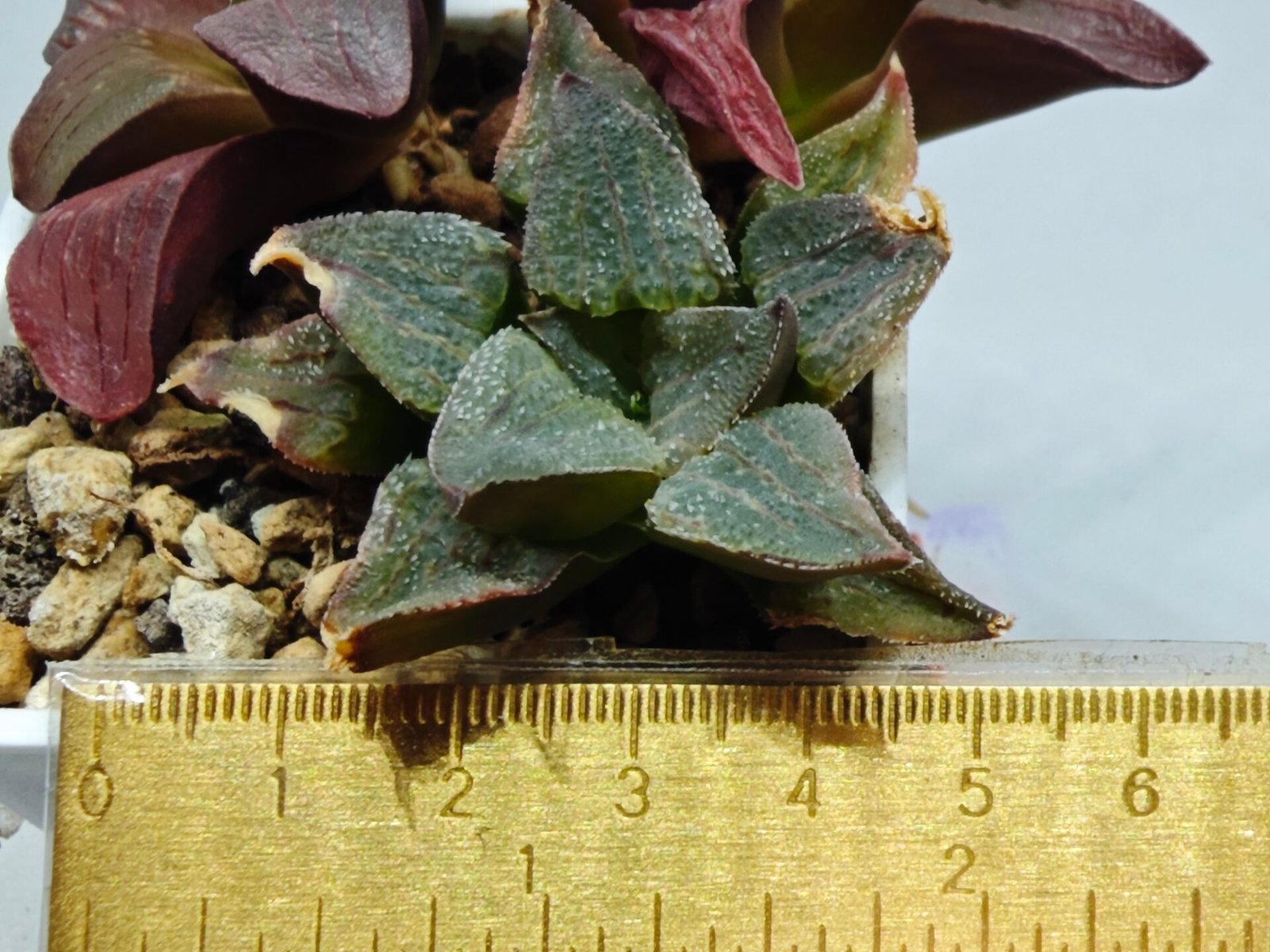 Haworthia Seedling S153 - 1