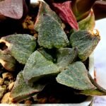Haworthia Seedling S153 - 2