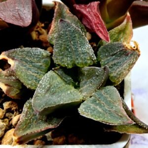 Haworthia Seedling S153 - 2
