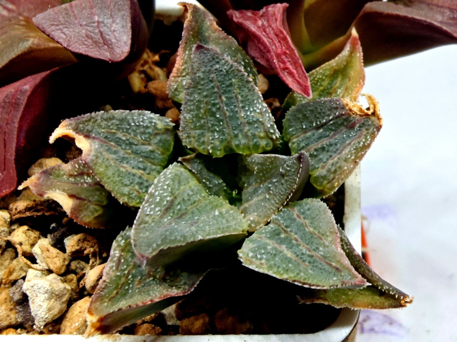 Haworthia Seedling S153 - 2