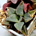 Haworthia Seedling S153 - 3