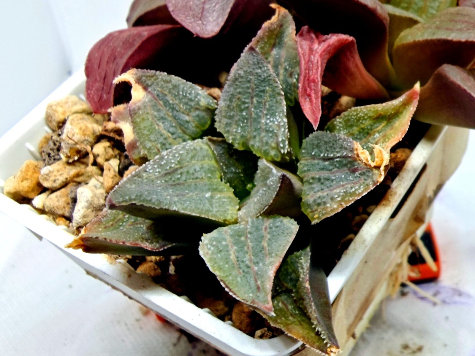 Haworthia Seedling S153 - 3