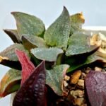 Haworthia Seedling S153 - 4