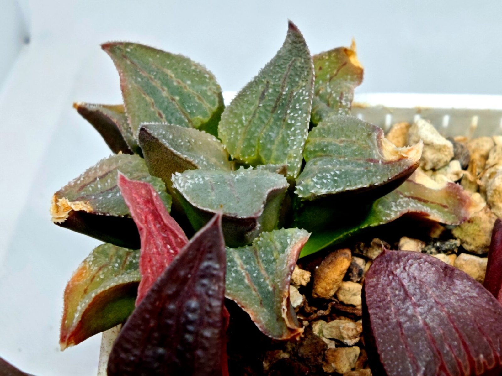 Haworthia Seedling S153 - 4