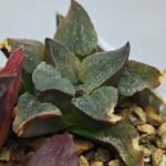 Haworthia Seedling S153 - 5