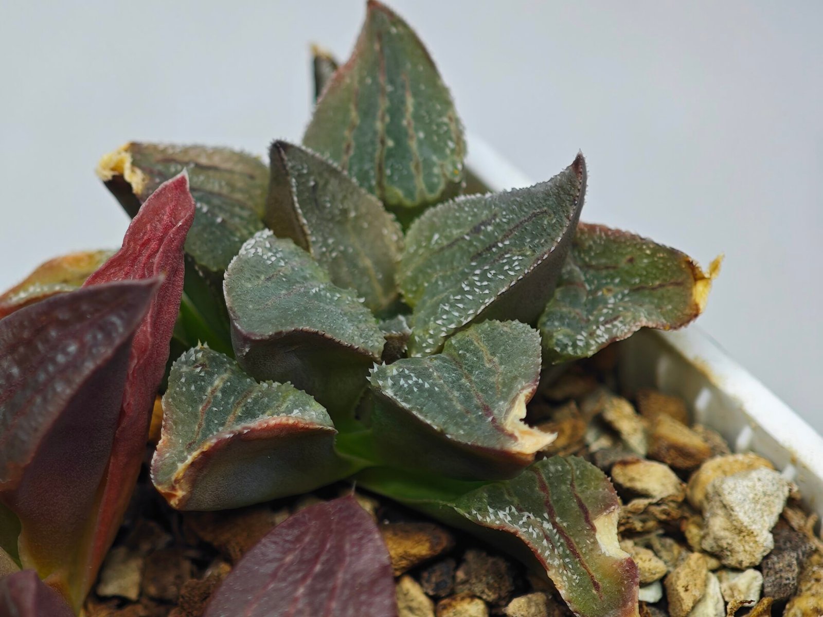 Haworthia Seedling S153 - 5