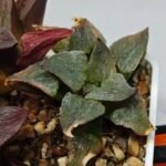 Haworthia Seedling S153 - 6