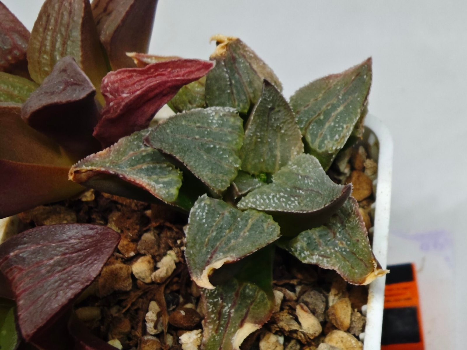 Haworthia Seedling S153 - 6