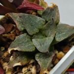 Haworthia Seedling S153 - 7