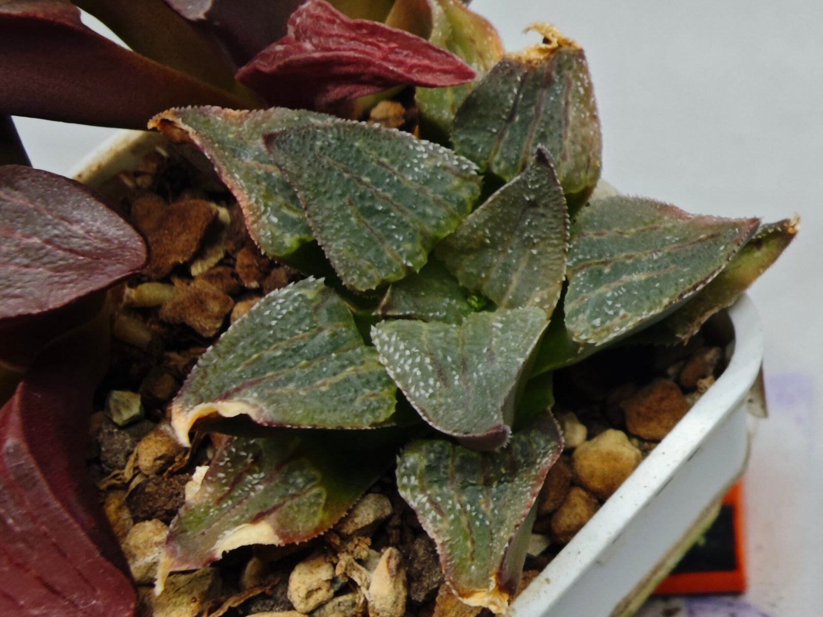Haworthia Seedling S153 - 7