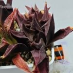 Haworthia Seedling S160 - 1