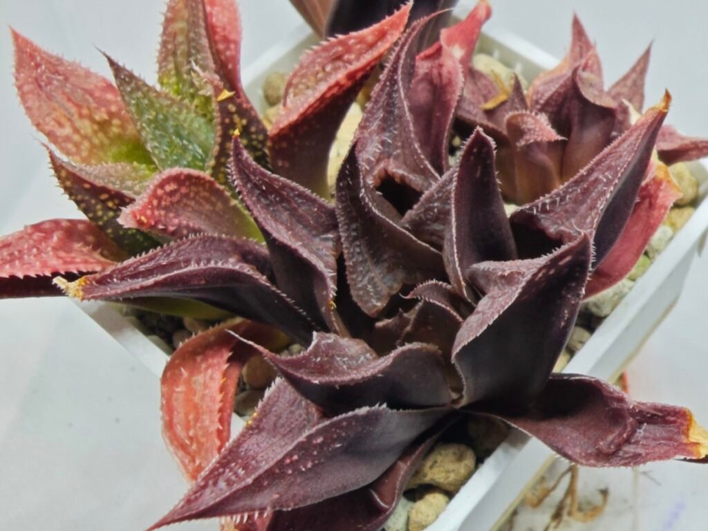 Haworthia Seedling S160 - 2