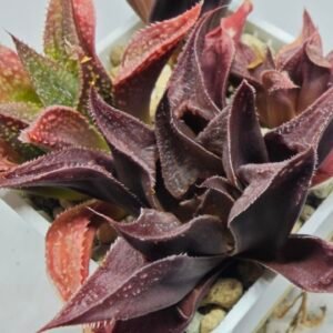 Haworthia Seedling S160 - 2