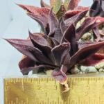 Haworthia Seedling S160 - 3