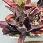 Haworthia Seedling S160 - 4