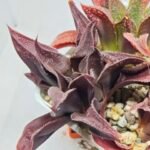 Haworthia Seedling S160 - 5