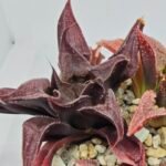 Haworthia Seedling S160 - 6