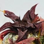 Haworthia Seedling S160 - 7