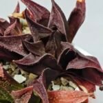 Haworthia Seedling S160 - 9