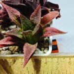 Haworthia Seedling S163 - 1