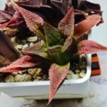 Haworthia Seedling S163 - 2