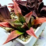 Haworthia Seedling S163 - 3