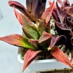 Haworthia Seedling S163 - 4
