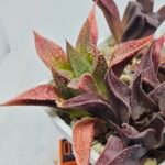 Haworthia Seedling S163 - 5