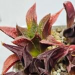 Haworthia Seedling S163 - 6